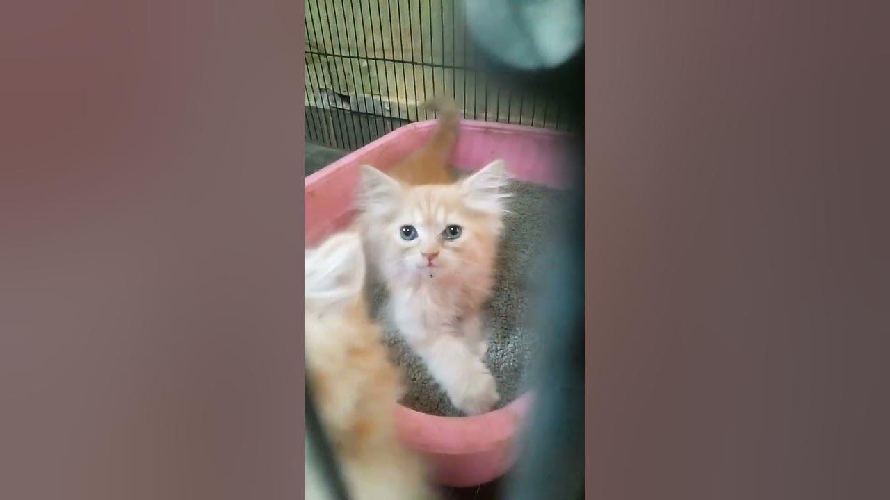 this-cat-has-one-of-the-best-meows-all-the-time-youtube