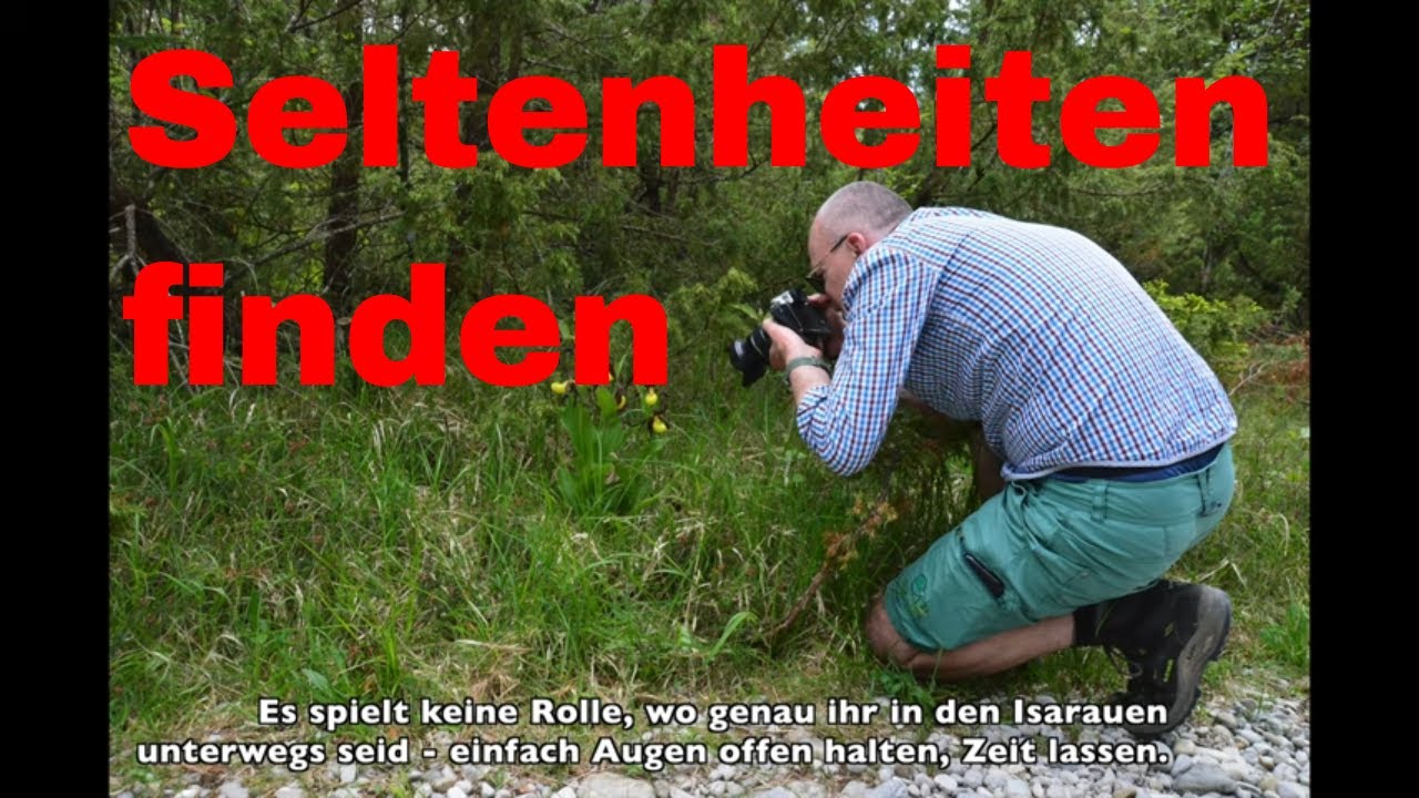 Naturwunder Isarauen: Frauenschuh, Fliegen-Ragwurz und weitere Naturschätze vor den Toren Münchens