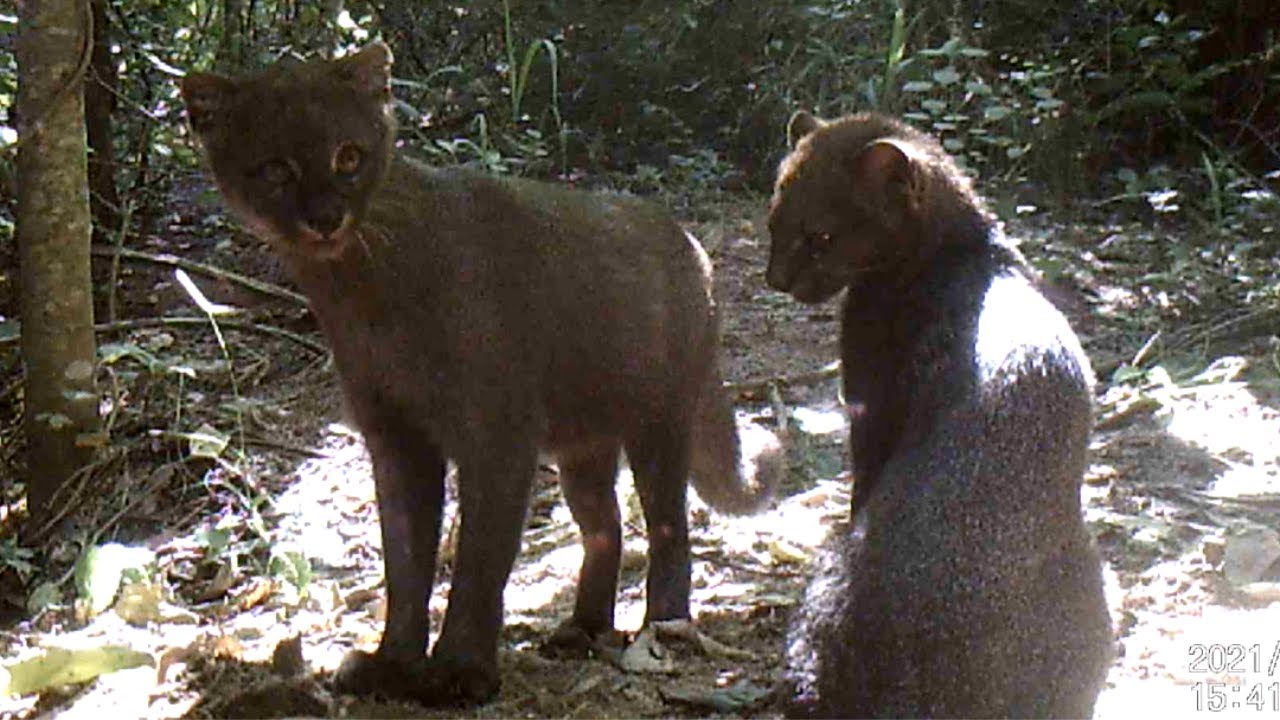 Gato mourisco, Gambá/Saruê, Jacu, Quati, Tatu e mais (animais ...
