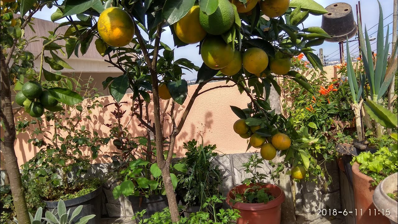 Incrível a produção da laranja pêra em vaso - YouTube