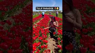 Michigan USA Tulip Fields 🌷😳 | Spring Bloom Magic You Must See #shorts
