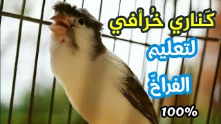 كناري خرافي لتعليم الفراخ وتهييج الذكور فعلا روعةbest canary bird