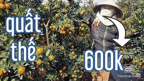 quất tết 2021 - 2022 quất thế, quất chum,quat Tết, quat canh