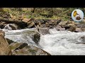 Sounds of nature. Beautiful forest stream with birdsong for relaxation.