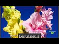 Les glaeuls bulb glaeuls vegetosphere