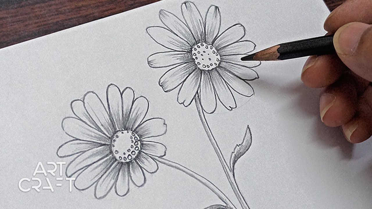 Beautiful Daisy Flowers Drawing Super Easy  YouTube