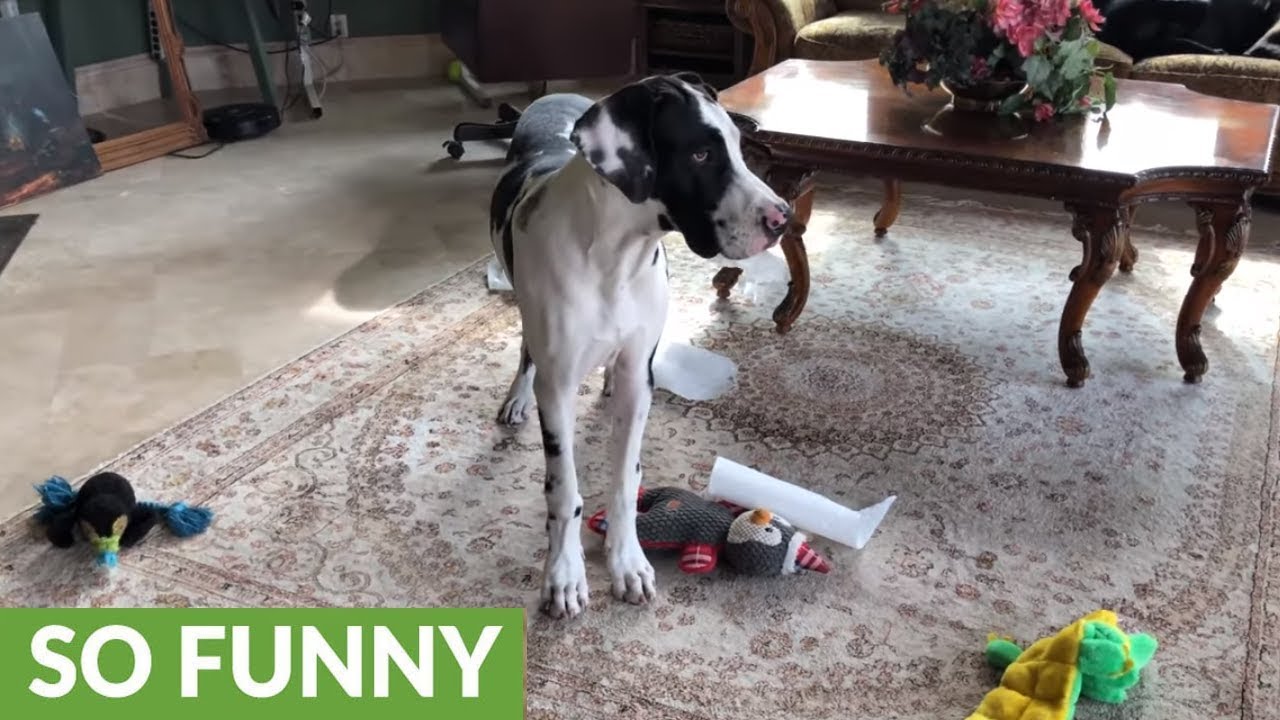 videos for cats Great Dane puppy gets caught unraveling paper towel