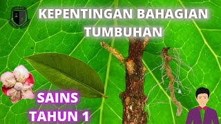 Sains Tahun 1-Kepentingan Bahagian Tumbuhan Sains Tahun 1-Kepentingan Bahagian Tumbuhan
