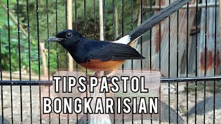 Download Lagu rahasia menggacorkan murai batu pastol MP3