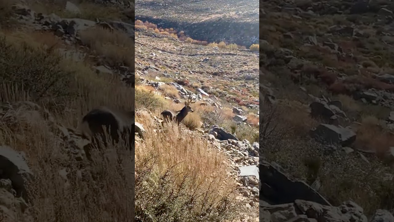 California Mule Deer in the Inyo Mountains | Scouting, Public Land Hunting, Big Buck Habitat