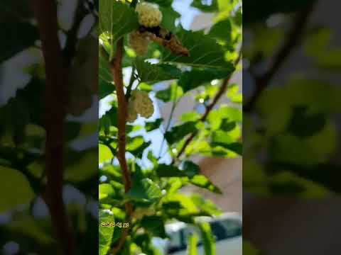 اومدن درخت کاشتن هم توت سیاه داره هم توت سفید