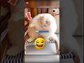 Cat Caught Red-handed After Bread Crime 😂🐱 #cute #cats #cat #funny #shorts