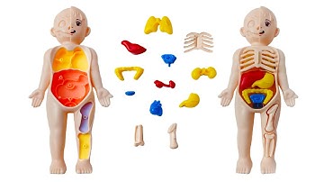 Human Body Organs Puzzle Adventure | Learn Internal Organs Easily! | Heart, Lungs, Stomach & More!