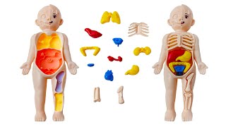 Download Lagu Puzzelavontuur over menselijke organen | Leer eenvoudig alles over interne organen! | Hart, longe... MP3