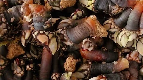 🇪🇦 Морские уточки. Percebes.Как готовить? Мастер класс