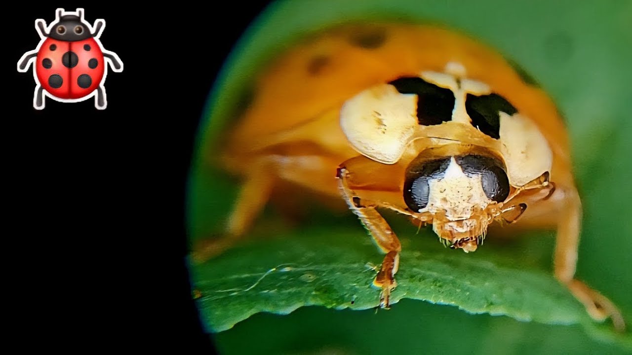 "Kitchen Ladybug: First Moments as a Grown-Up!" 🐞✨