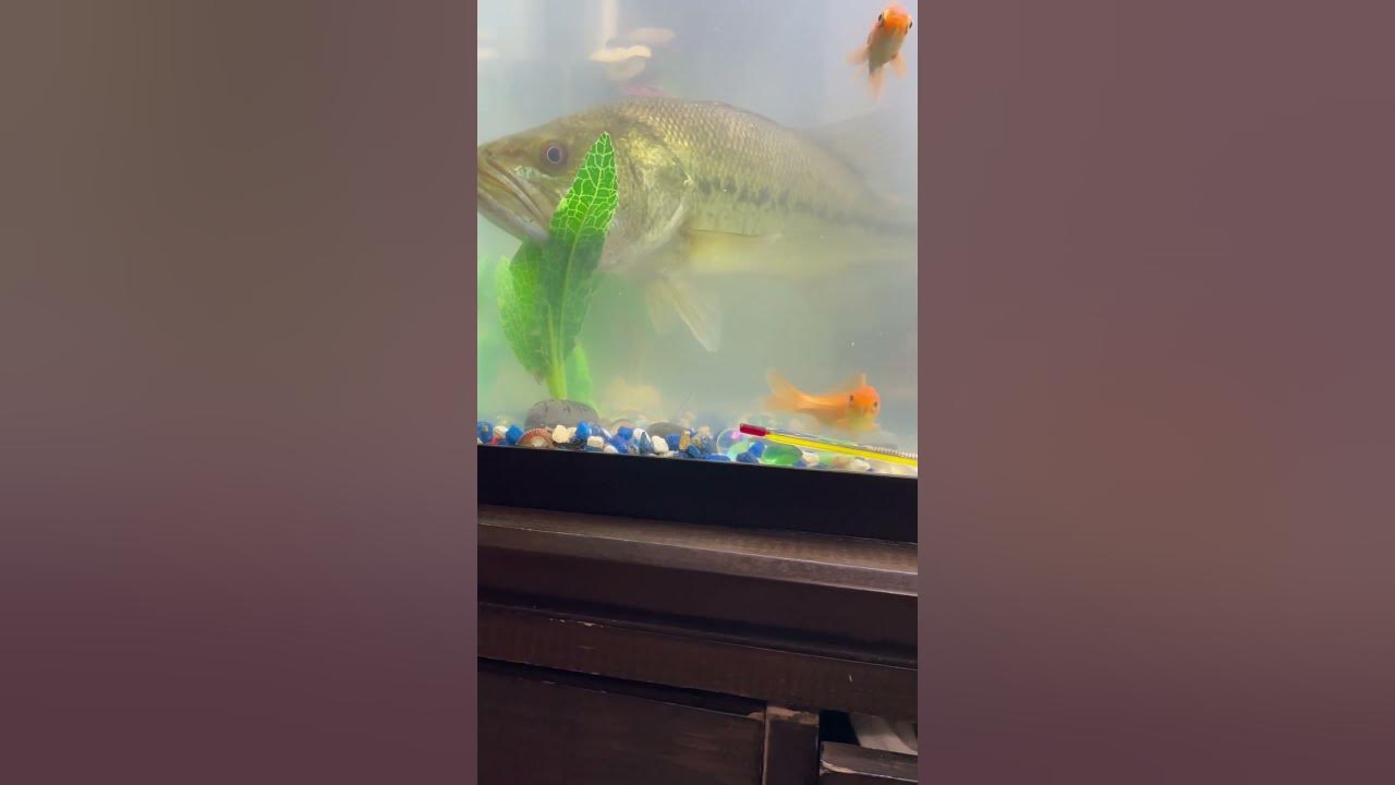 Largemouth bass nursing back to health YouTube