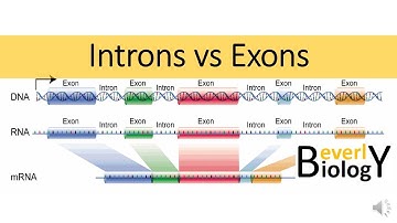 Introns vs Exons