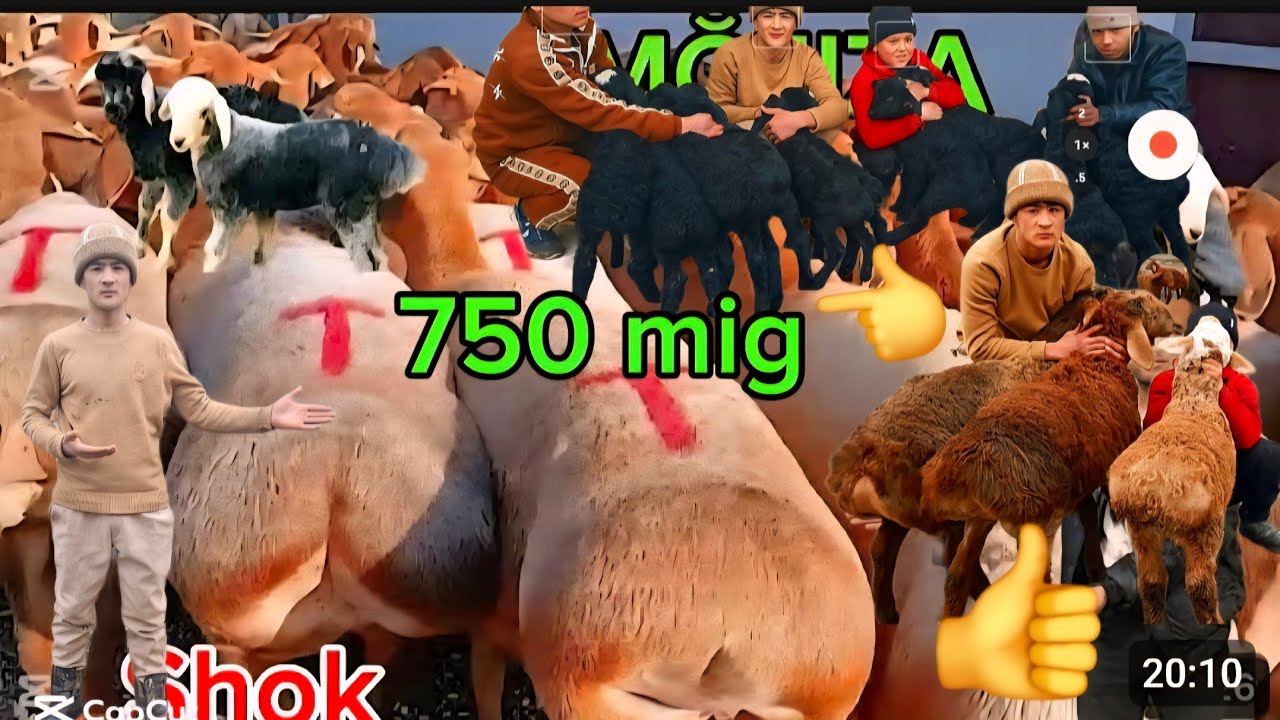 750mig QŎZI NAQ BŎĞOZ 150 BOSH NAQ GEGAT SOVLIQ KELDI EKAZSKCHI 2 3 TUĞADI YAQIN