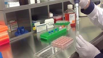 Altogen Biosystems In Vitro Calu 6 Transfection Tutorial