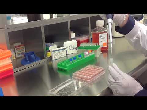 Altogen Biosystems In Vitro Calu 6 Transfection Tutorial