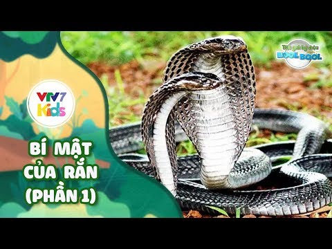 Thế giới kỳ diệu của Bool Bool - Mùa 2 - Số 03 | BÍ MẬT CỦA RẮN (Phần 1) | VTV7