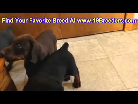 doberman-pinscher,-puppies-for-sale,-in,-kent,-washington,-wa,-bainbridge-island,-mercer-island,-map