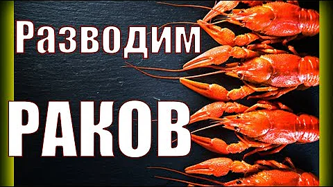 Что нужно для выращивания раков?