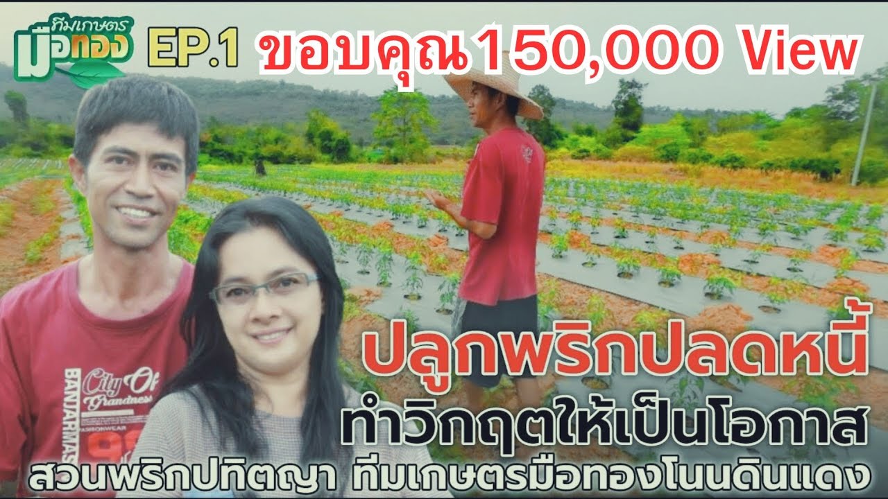 ปลูกพริกปลดหนี้ที่สวนพริกปทิตญา EP.1 
