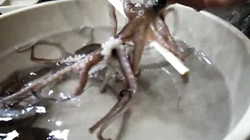 eating live octopus in Korea: San Nakji (산낙지)