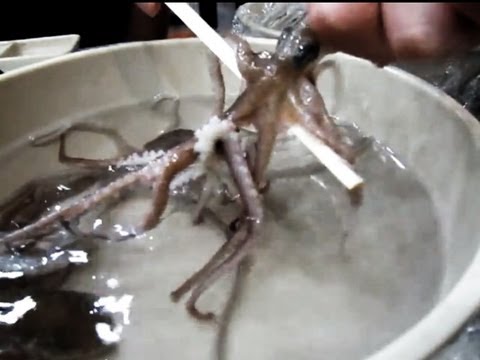 eating live octopus in Korea: San Nakji (산낙지)
