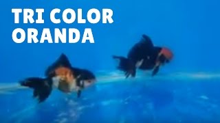 Tri Color Oranda Goldfish