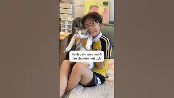 Hành trình gian nan đi tìm chú mèo mất tích #shorts ￼