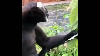 ЧТО ЗА КРИК? | #funnymonkey