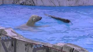 サーフ棒ドに乗るホッキョクグマ~Polar Bear rides on the tree floating on water