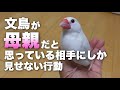 文鳥が母親だと思っている相手にしか見せない行動