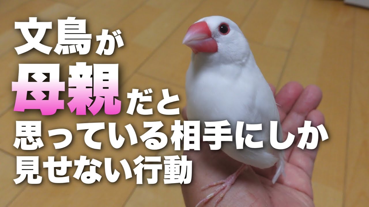 文鳥が母親だと思っている相手にしか見せない行動