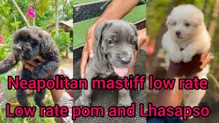 low rate pom and Lhasapso  puppies low rate Neapolitan mastiff puppy❤#dogs #petsale #lowrate #dog