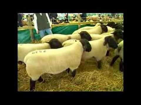 Suffolk Sheep KELSO SALE 2006