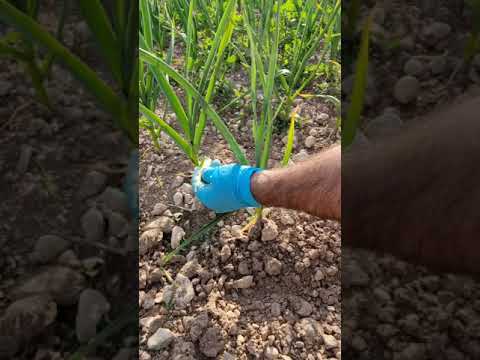 Video: Gestire la peronospora delle colture di cipolle: come trattare le cipolle con la peronospora