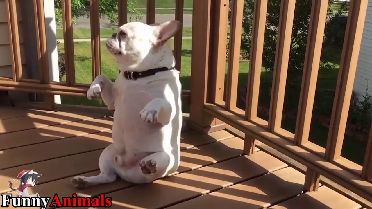 english bulldog dancing