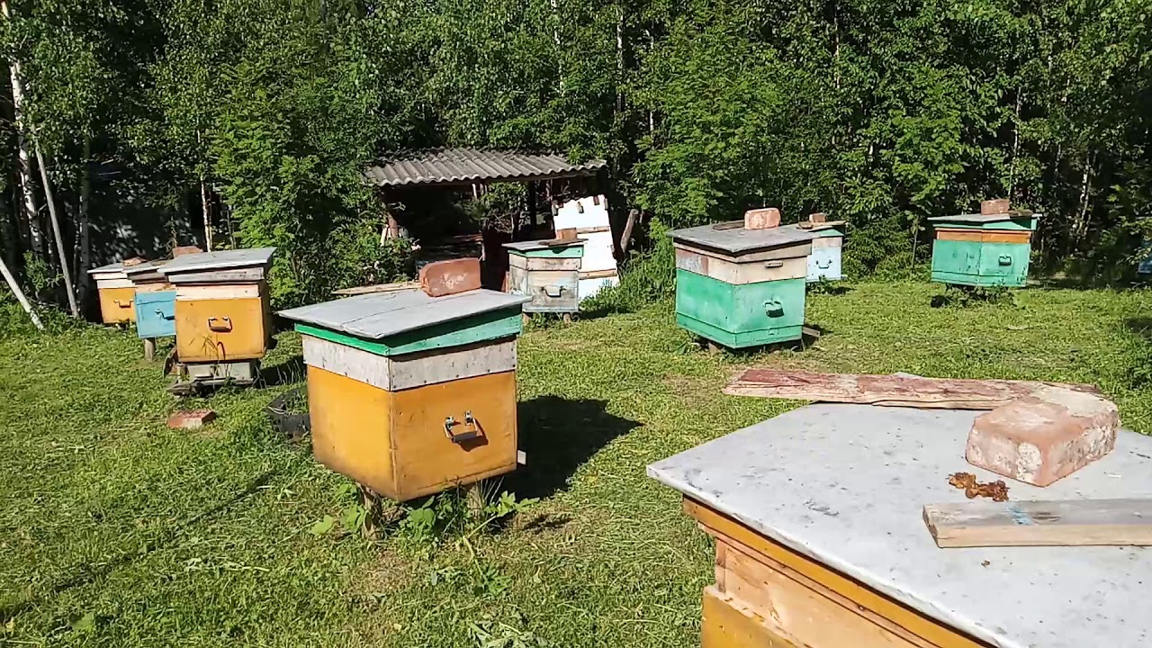 Охрана  пасеки  ( фотоловушки ).