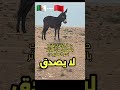 حمار جزائري يهرب من الحدود ويدخل التراب المغربي فرحا حمار جزائري حدود المغرب 