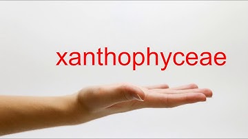 How to Pronounce xanthophyceae - American English