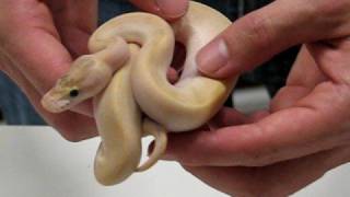 Celebrity Yellow Belly / Ivory Ball Pythons Profile