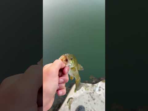 That’s a big bass 😭😳 #fishing #viral #shorts #fyp
