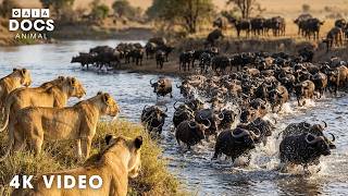 WILD SERENGETI | Deadliest Battles for Survival | Nature Animal Documentary