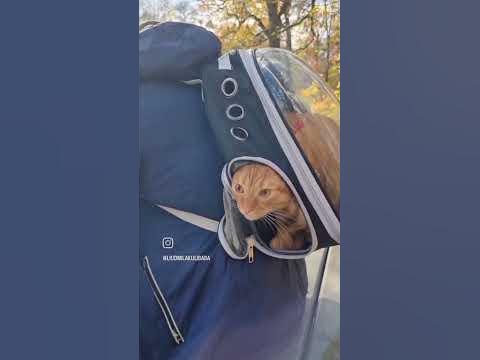Кузя🐱🐱 - YouTube