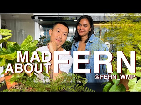 Video: Heart Leaf Fern Info - Paano Palaguin ang Heart Fern Houseplant