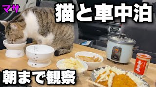 【Car camping in the rain with a cat】I observed a cat sleeping in the car until morning...